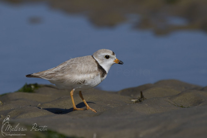 Barnegat Light, New Jersey