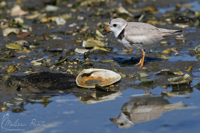 Barnegat Light, New Jersey