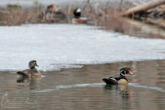 Wood Ducks with Hooded Mergansers in the background at Witmer's Lake