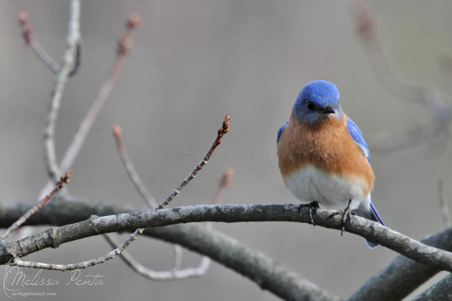 An Eastern Bluebird at Zachary's Pond.