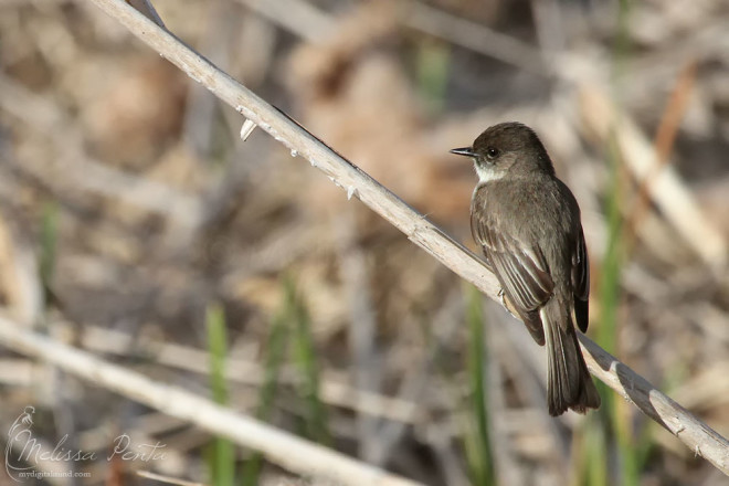 An Eastern Phoebe at Gregory's Pond