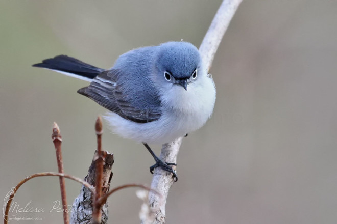 Blue-gray Gnatcatchers are abundant