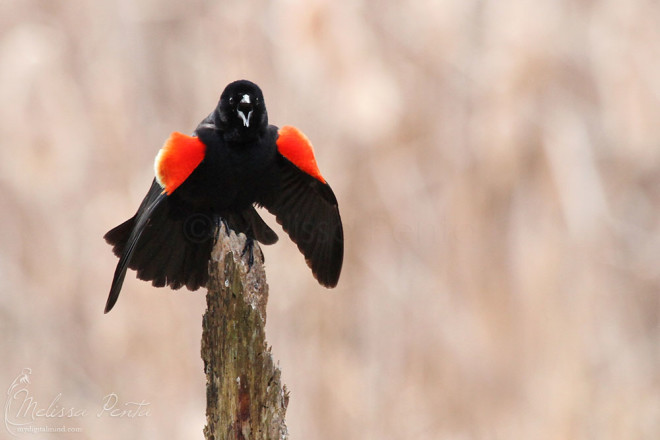 Red-winged Blackbird displaying