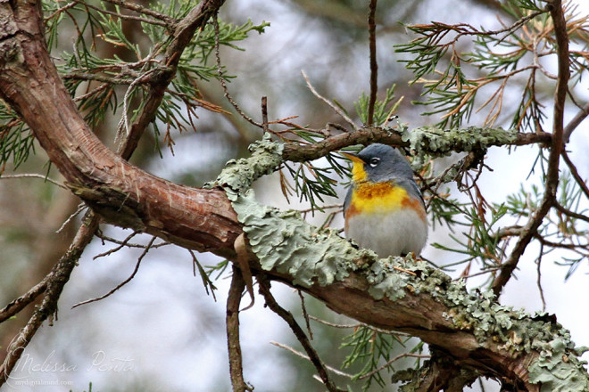 One of the few Northern Parulas who posed