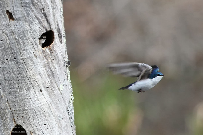 Tree Swallows in a natural nest