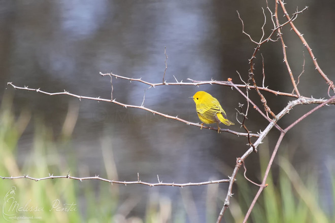 Yellow Warbler near the marsh
