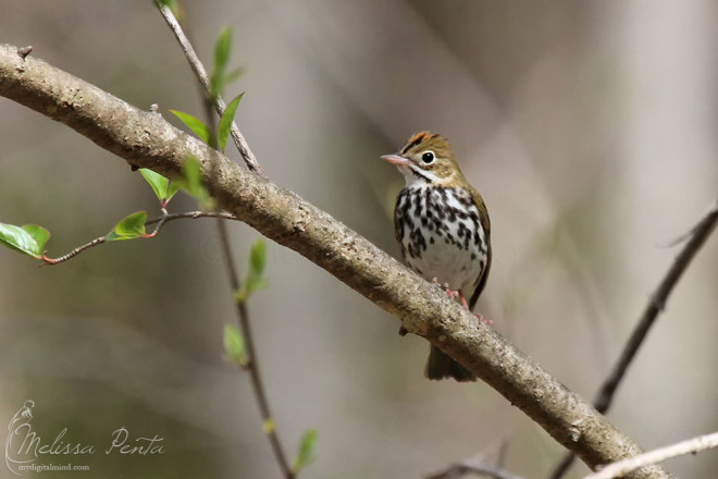 Our best subject from the trip, an Ovenbird