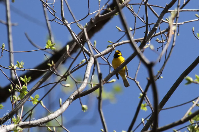 Hooded Warbler singing up high