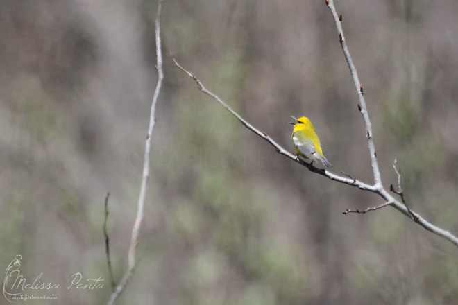 Blue-winged Warbler singing in the distance