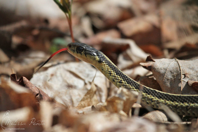 Garter Snake in the leaves