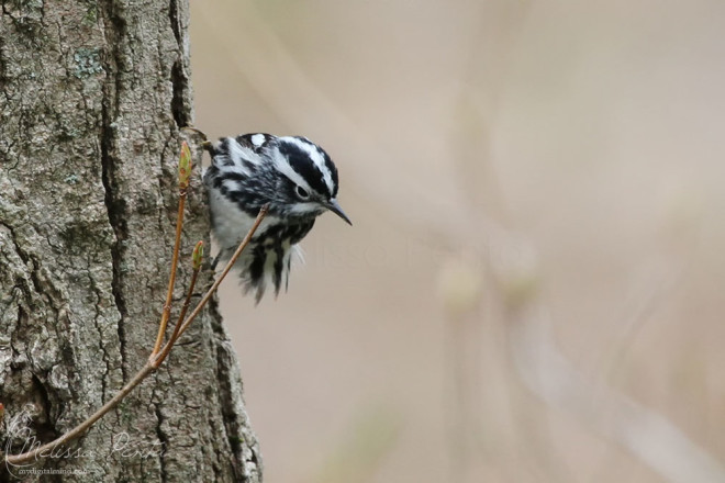Black-and-white Warbler going up a trunk