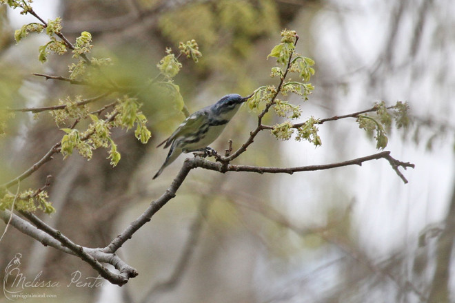 Cerulean Warbler getting breakfast