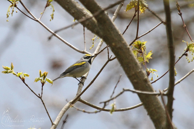 One of two Golden-winged Warblers