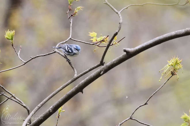 One of many Cerulean Warblers