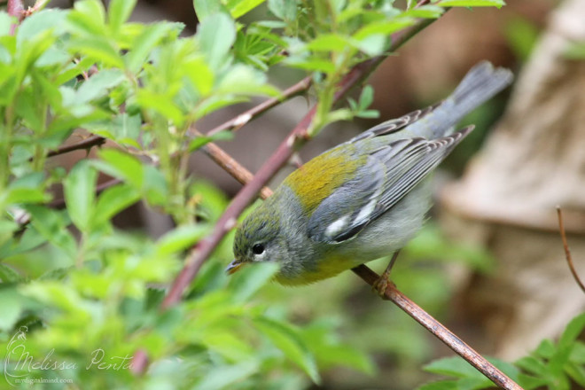 The best photo I could get of this Northern Parula who was foraging off the road
