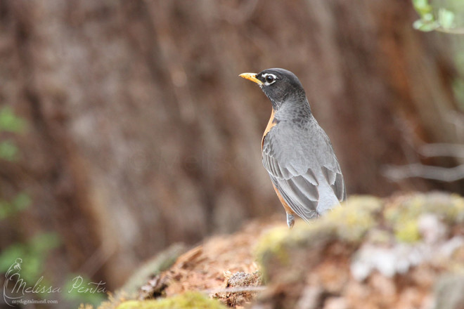 American Robin on a log