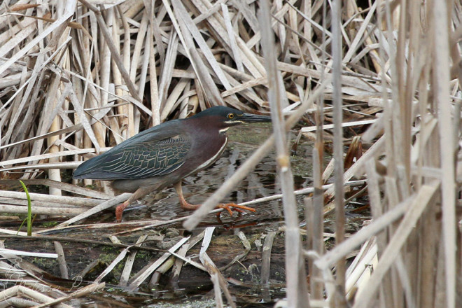 Green Heron hunting in the reeds