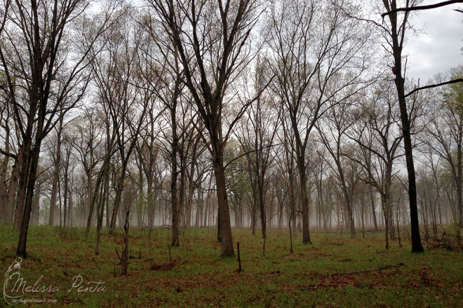 Oak Openings