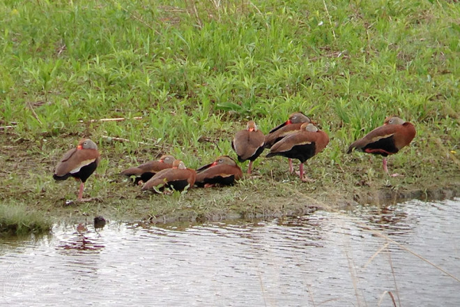 Black-bellied Whistling Ducks