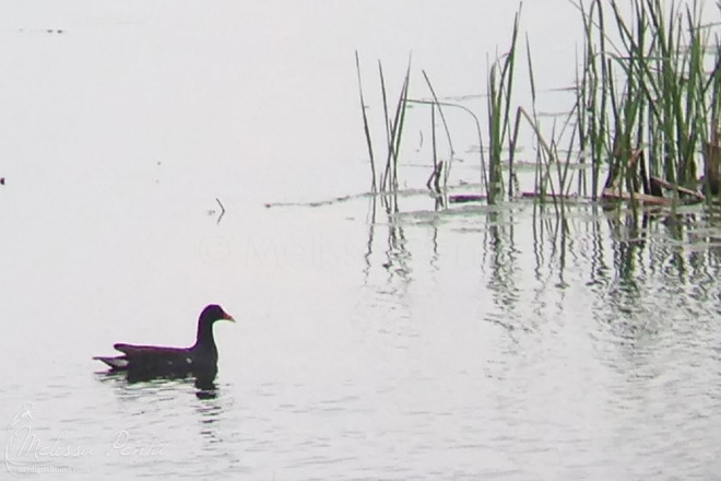 Common Gallinule