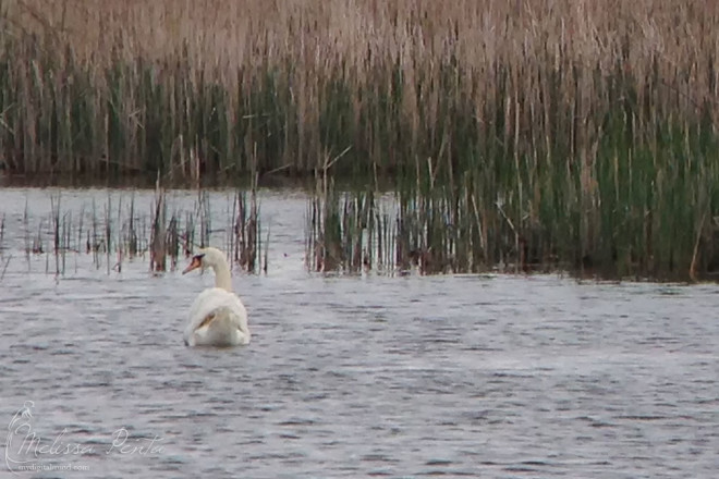 Mute Swan digi-binned through Athena