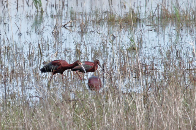 White-faced Ibis life birds to start our festivities!