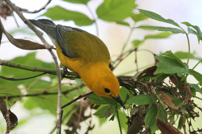 This Prothonotary Warbler was too busy eating to care about his paparazzi