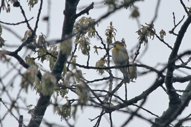 Dickcissel