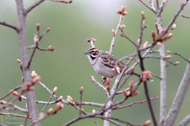 Lark Sparrow