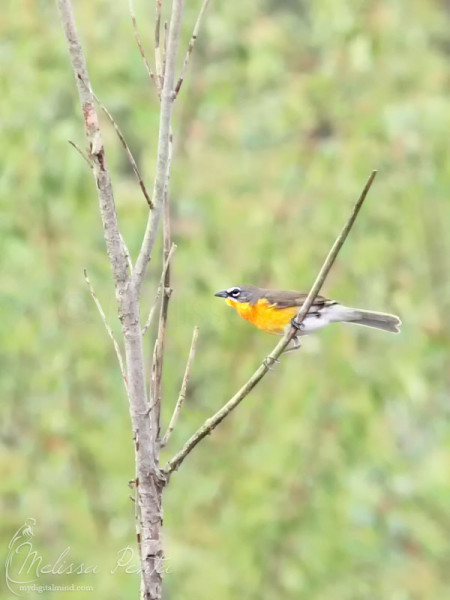 Yellow-breasted Chat