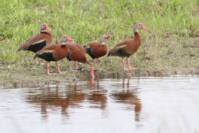 These Black-bellied Whistling Ducks were way out of range.