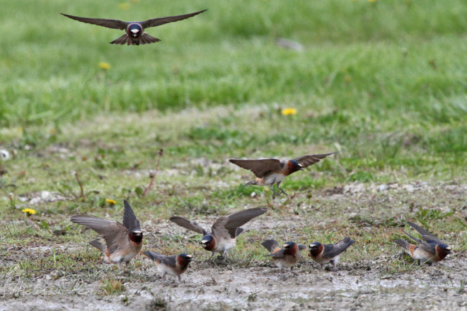 Cliff Swallows