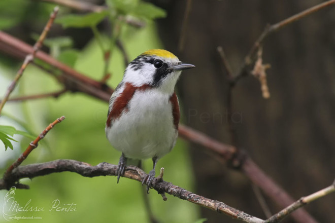 Chestnut-sided Warbler posing beautifully