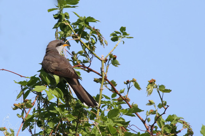 My best looks at a Yellow-billed Cuckoo