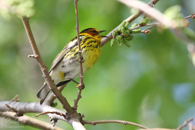 I always get good views of the Cape May Warblers at Magee