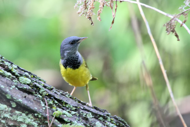 This Mourning Warbler was constantly foraging near the west entrance