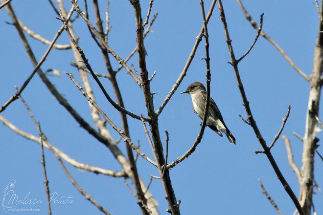 Other birders were looking at this Olive-sided Flycatcher that we happened to walk by