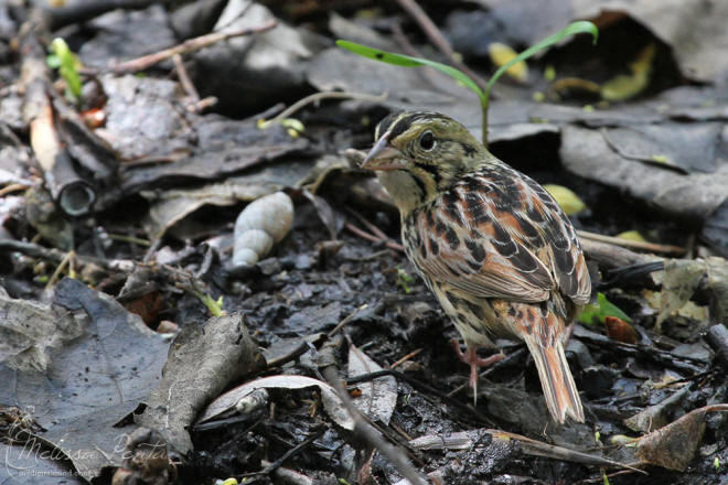 A Henslow's Sparrow way out of place in the woods