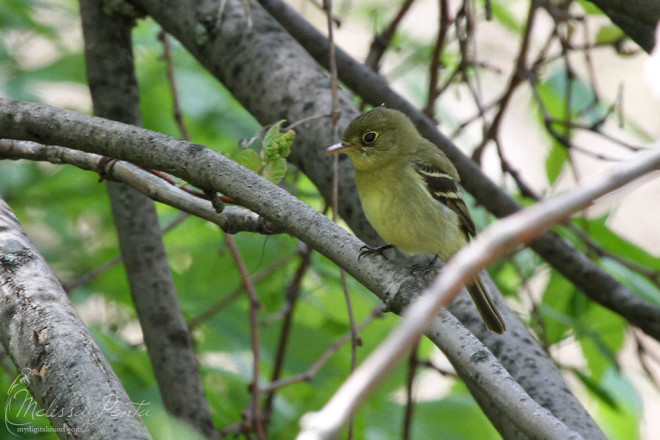 A very cooperative Yellow-bellied Flycatcher