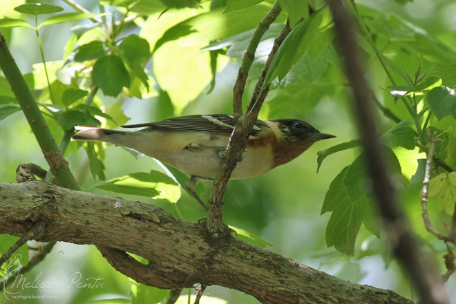 Bay-breasted Warblers were everywhere!