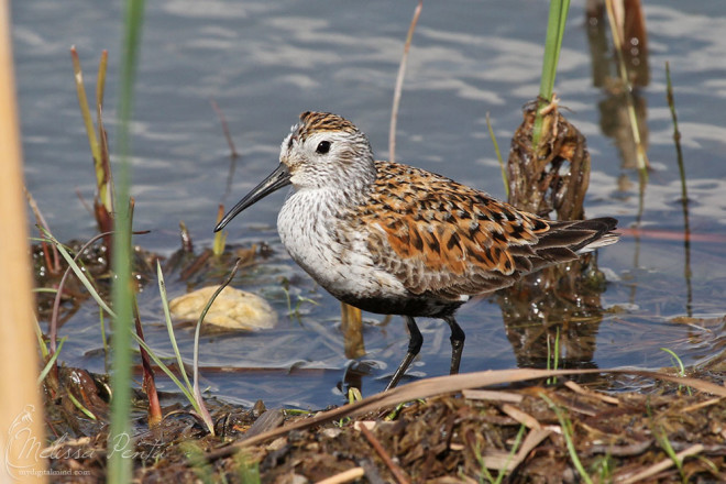 Dunlin on the wildlife auto tour