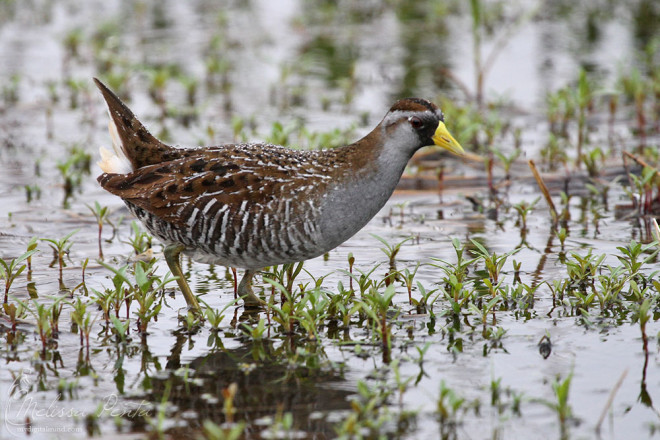 A Sora out in the open