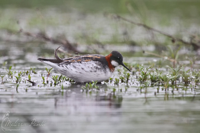 Red-necked Phalarope foraging very close to the path
