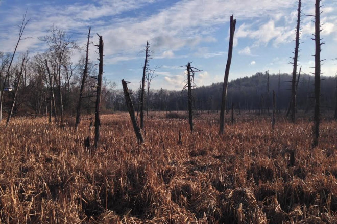 Blackbirds, Grackles, Swamp Sparrows and Rails love this habitat