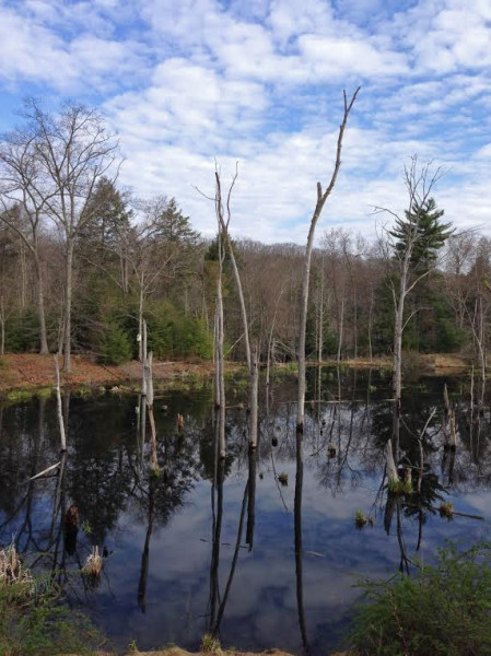 Tree Swallows, Ducks and Warblers seem to be around this part