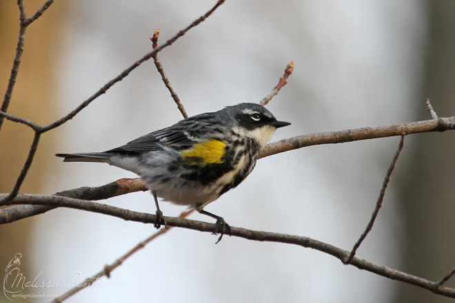 Yellow-rumped Warbler