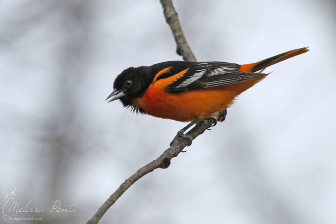 Baltimore Oriole