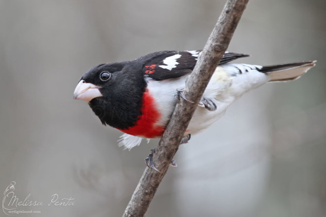 Rose-breasted Grosbeak