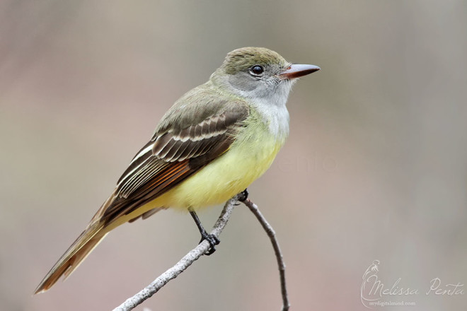 Great Crested Flycatcher