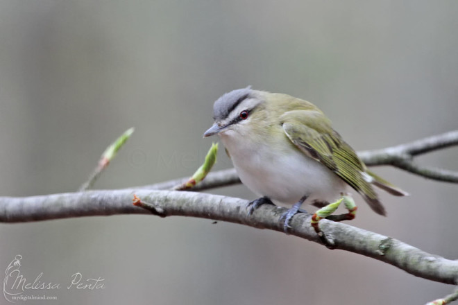 Red-eyed Vireo